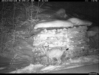23.2.2012 | -1°c | Lynx qui marque contre un tas de bois / © KORA