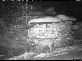 23.2.2012 | -1°c | Lynx qui marque contre un tas de bois / © KORA