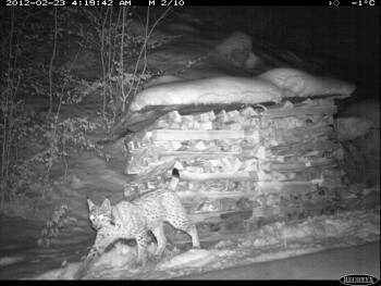 23.2.2012 | -1°c | Lynx qui marque contre un tas de bois / © KORA
