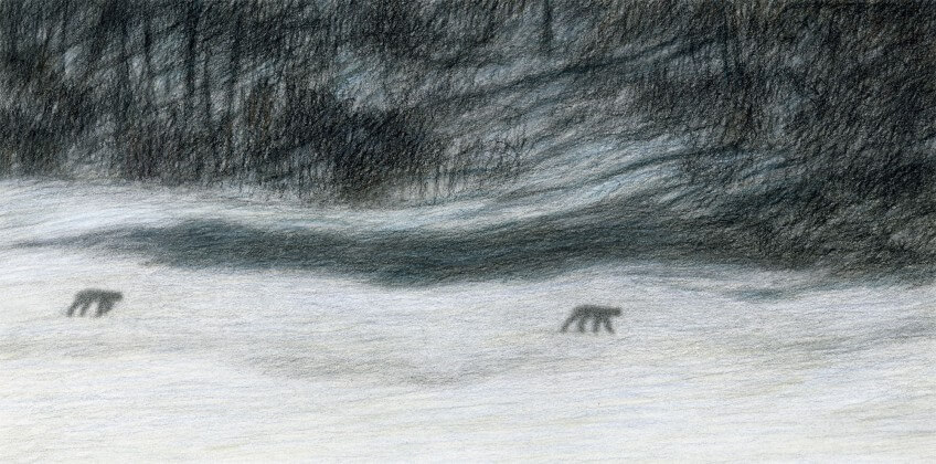 30 au 31 janvier 2007 - « En plein milieu de la nuit, un chevreuil a crié comme un fou. Il descendait complètement paniqué en zigzaguant à travers le pâturage. Les deux lynx sont sortis très loin, tout en haut. C'étaient deux ombres chinoises qui flottaient sous la lune. »