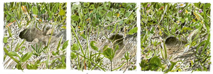 La maison du grillon est un bunker avec terrasse