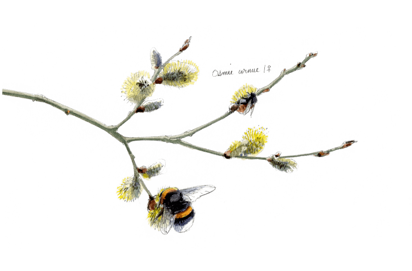 Osmie cornue et bourdon terrestre se régalent du nectar produit par les bourgeons de saule. Le sacre du printemps chez les bourdons