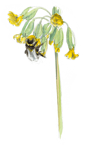 Bourdon terrestre butinant une primevère du printemps. Le sacre du printemps chez les bourdons