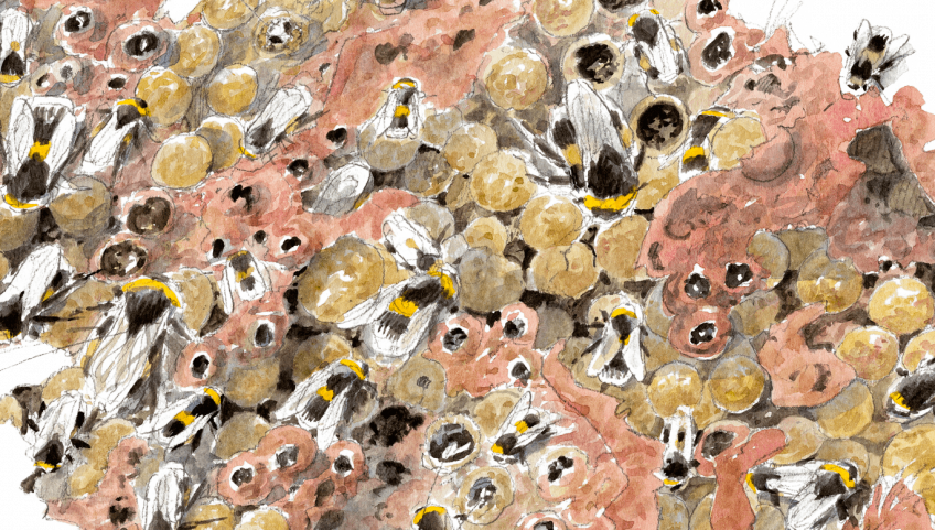 La cité interdite des bourdons