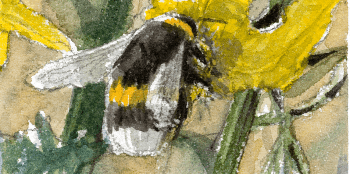 Cul blanc, abdomen bien poilu, thorax parcouru d'une bande de poils jaunes, langue courte: c'est un bourdon terrestre !