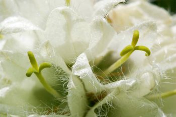 Campanule cervicaire (Campanula cervicaria)