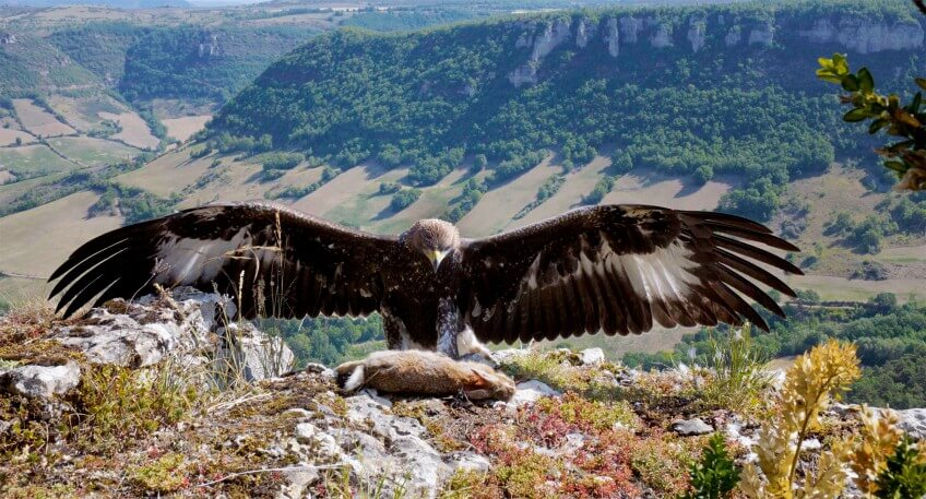 Un aigle, ailes grandes ouvertes, devant le lièvre qu'il vient d'attraper. Vertige sur rencontre, film sur l'aigle royal
