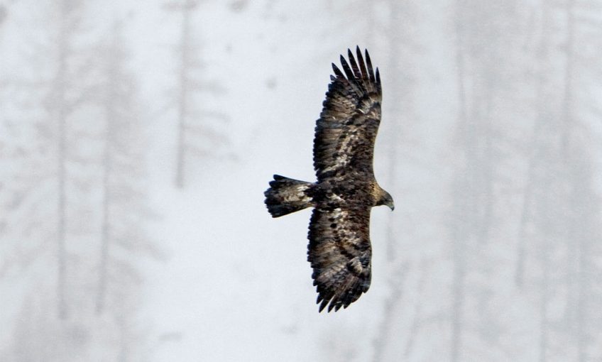 Aigle royal a failli disparaître. Aujourd'hui, l'oiseau majestueux regagne du terrain.