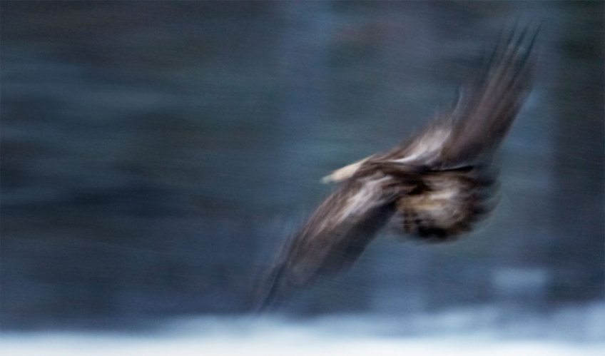 Les tribulations d'un banni parmi les aigles