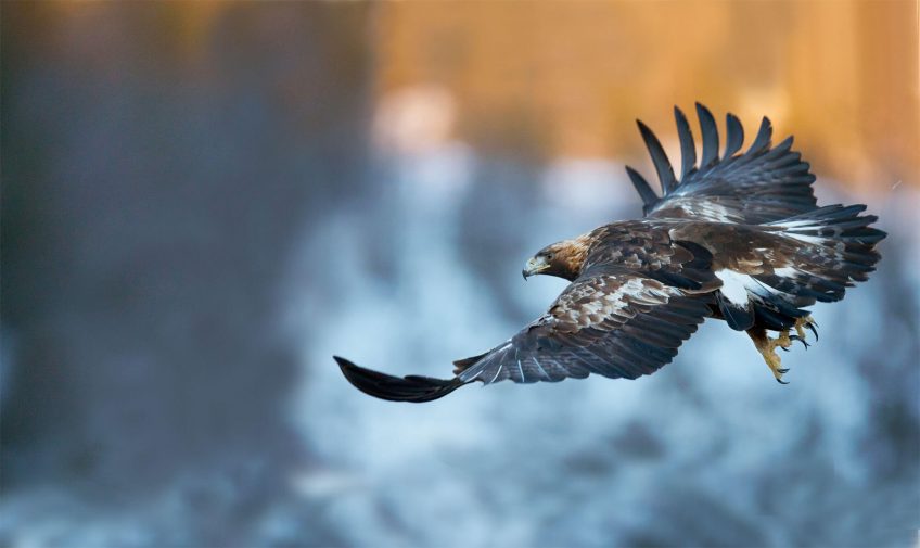 En vol, les rémiges de l'aigle royal sont écartées comme des doigts, on dit alors que ses ailes sont digitées. Les tribulations d'un banni parmi les aigles