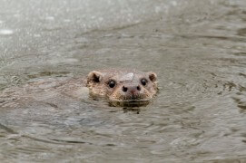 A la nage, la loutre laisse émerger sa tête pour respirer. / © Stéphane Raimond / Objectif loutres