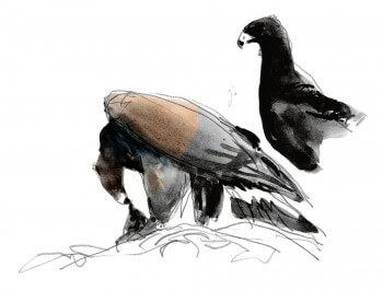 Aigle en train de dépecer une proie Un petit aigle nommé Caïn