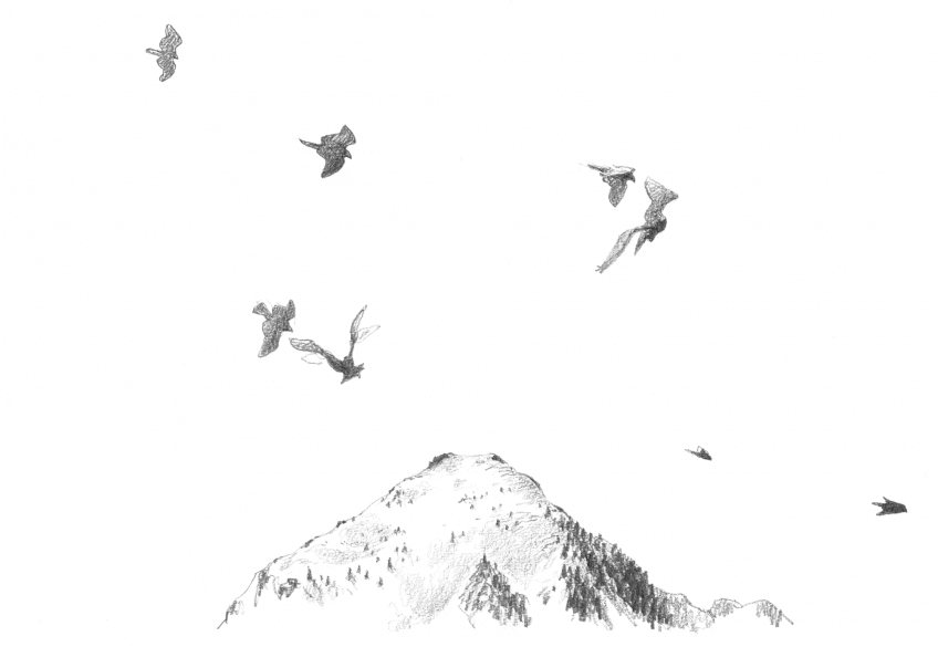 Aigle juvénile s'entraînant à voler Pas de couronne pour l'aigle héritier