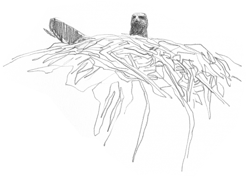 Aigle royal dans son grand nid En direct du nid d'aigle