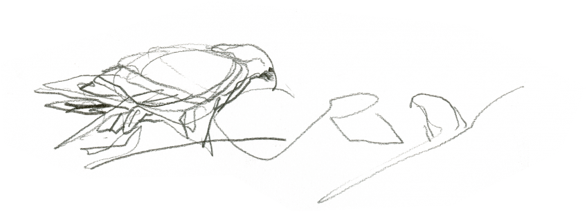 Aigle royal en train d'insérer une branche dans son nid En direct du nid d'aigle