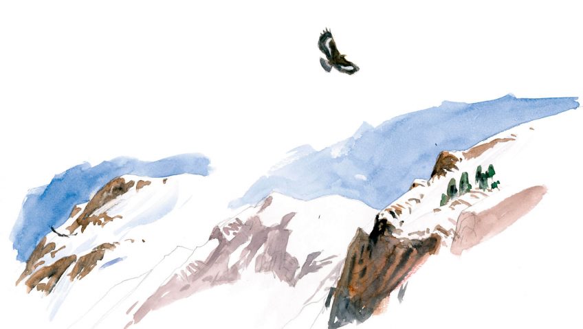 Au sommet, l'aigle est roi