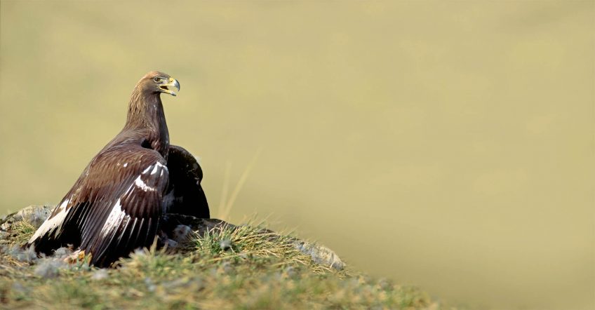 Aigle royal sur une proie qu'il a fraîchement attrapée Les tribulations d'un banni parmi les aigles