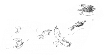 Aigles en train de bâtir leur nid / © Denis Clavreul