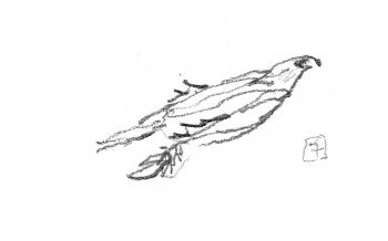 Aigles en train de bâtir leur nid / © Denis Clavreul