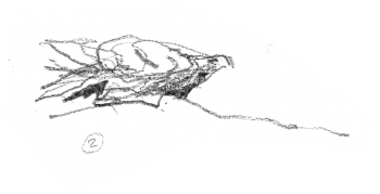 Aigles en train de bâtir leur nid / © Denis Clavreul