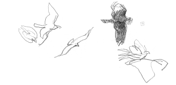 Aigles en train de bâtir leur nid / © Denis Clavreul