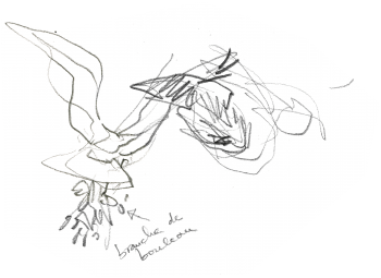 Aigles en train de bâtir leur nid. Celui-ci tient entre ses serres une « branche de bouleau » / © Denis Clavreul