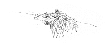 Aigles en train de bâtir leur nid / © Denis Clavreul