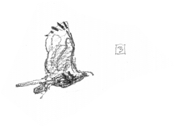 Aigles en train de bâtir leur nid / © Denis Clavreul