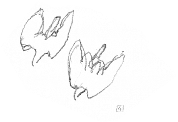 Aigles en train de bâtir leur nid / © Denis Clavreul