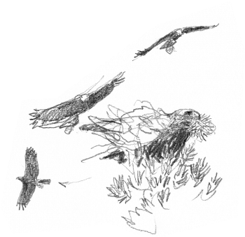 Aigles en train de bâtir leur nid / © Denis Clavreul