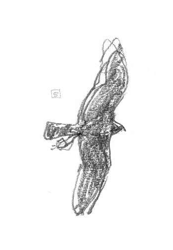 Aigles en train de bâtir leur nid / © Denis Clavreul