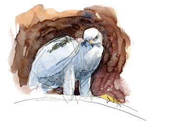 Aiglon de quelques jours recouvert d'un duvet blanc / © Denis Clavreul