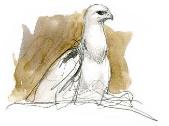 Aiglon de quelques jours recouvert d'un duvet blanc / © Denis Clavreul