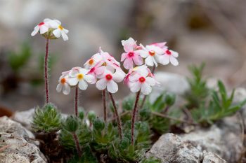 Androsace velue (Androsace villosa)