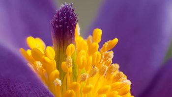 Anémone pulsatile (Pulsatilla vulgaris)
