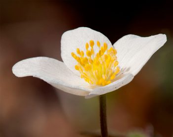 Anémone sylvie (Anemone nemerosa)