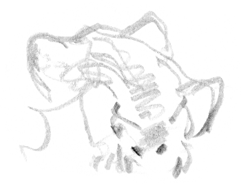 Après avoir repéré sa proie, un chevreuil, le lynx s'en rapproche tout doucement, sans un bruit. / © Jacques Rime