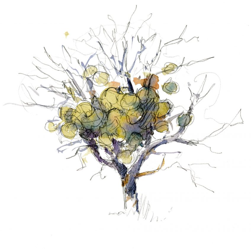 Arbre recouvert de guis Nos conseils pour accueillir le gui dans votre jardin