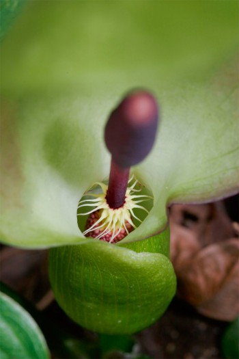 Arum tacheté (Arum maculatum)