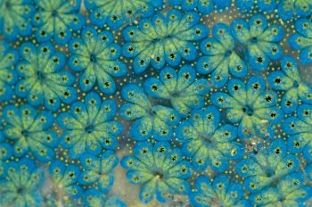 Ascidie ou Tunicier colonial du genre Botrylle. Collectée à marée basse en Bretagne sous l'embarcadère pour l'île de Batz. Photographiée le 27 septembre 2011 à 15h00.
Les ascidies sont pourvues d'un siphon et forment des colonies en cercles. Elles disposent d'une bouche différenciée et d'un cloaque commun. Ascidie ou Tunicier colonial du genre Botrylle. Collectée à marée basse en Bretagne sous l'embarcadère pour l'île de Batz. Photographiée le 27 septembre 2011 à 15h00.
Les ascidies sont pourvues d'un siphon et forment des colonies en cercles. Elles disposent d'une bouche différenciée et d'un cloaque commun.