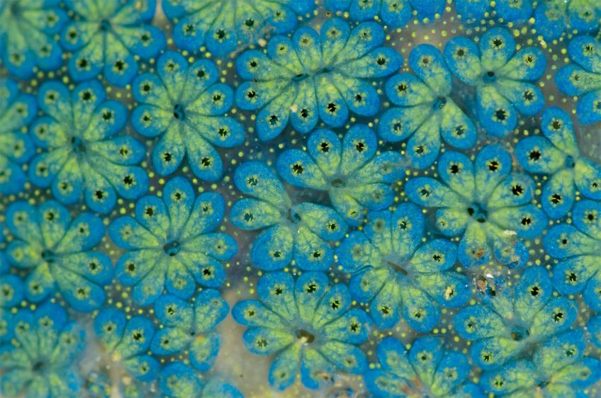 Les ascidies, vie sous-marine immortalisée par Christian König