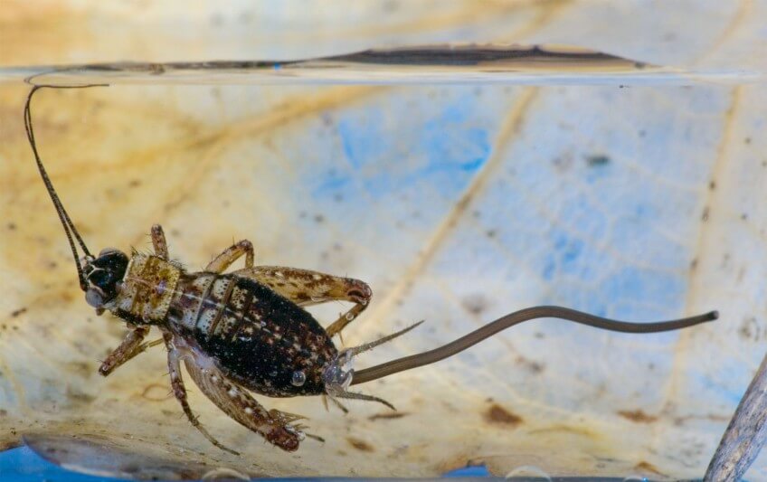 Au moment où son hôte tombe à l'eau, le ver Paragordius commence à sortir du ventre
du grillon suicidaire. L'un comme l'autre n'ont plus très longtemps à vivre. Les grillons, une famille formidable