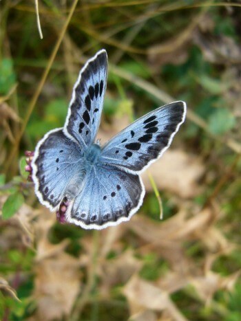Avec le damier de la succise et d'autres raretés, l'azuré du serpolet témoigne de l'importance du site des Sources.