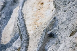 Avec ses crampons d'alpiniste, le tichodrome a taillé sa légende de grimpeur hors pair. / © Christophe Sidamon-Pesson