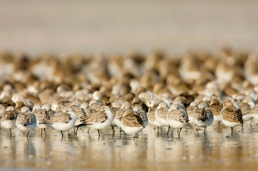 Groupe de bécasseaux sanderling avec quelques bécasseaux variables
