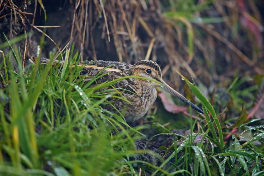 Bécassine des marais Dans le Haut-Jura, coule une rivière comme on Lemme