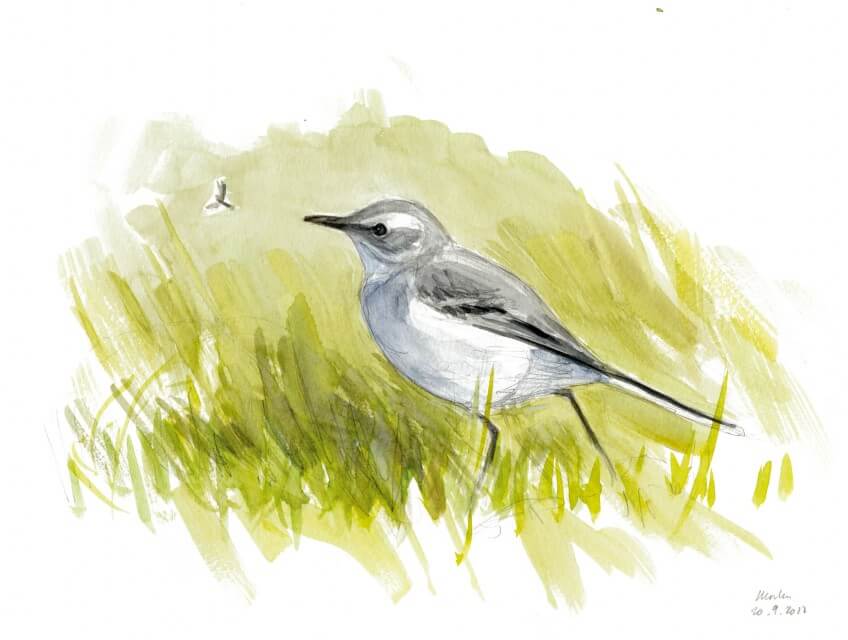 Bergeronnette sur le point d'attraper un insecte ailé