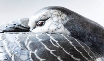 Bernache nonette en céramique Bernache nonette en céramique