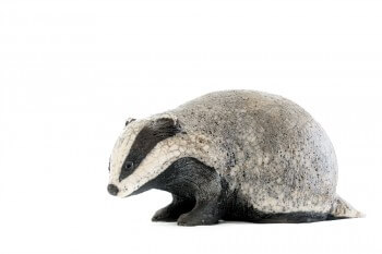 Blaireau en céramique / © Catherine Chaillou (photo: Nicolas Van Ingen)