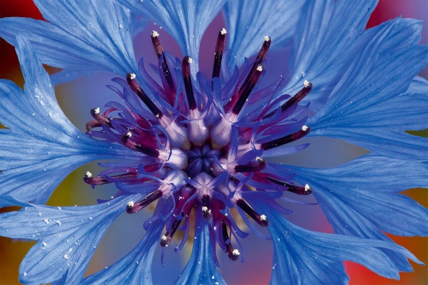 Bleuet (Centaurea cyanus)